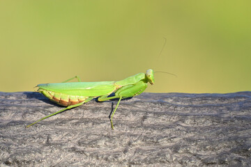 オオカマキリ Japanese Mantis
