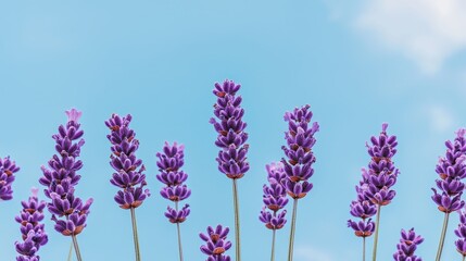 Naklejka premium Vibrant lavender flowers against a clear blue sky, showcasing nature's beauty