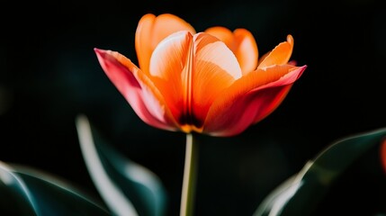 Vibrant orange and pink tulip in full bloom against a dark background, showcasing nature's beauty
