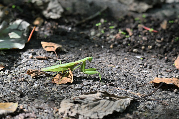 オオカマキリ Japanese Mantis