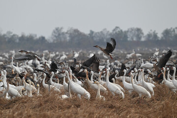 Fototapeta premium flock of seagulls