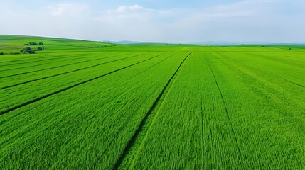 Obraz premium Expansive green agricultural field stretches to the distant horizon