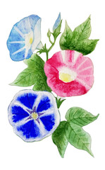 夏に美しく咲く色とりどりのアサガオ