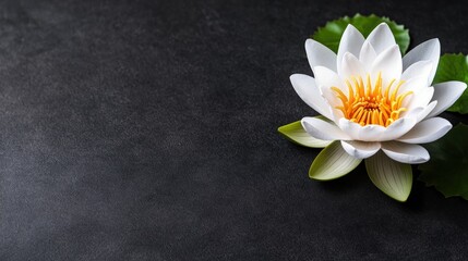 Obraz premium White flower with green leaves on a black surface with generative ai image of a beautiful lotus flower