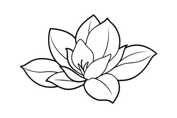 Line art illustration of a magnolia flower for coloring books.eps