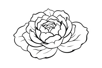 Line art illustration of a peony flower for coloring books.eps