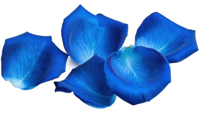Blue Rose Petals Isolated on Transparent Background