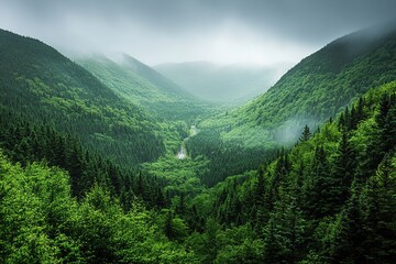 Obraz premium Misty Mountain Road Winding Through Lush Evergreen Forest, Serene Landscape Photography