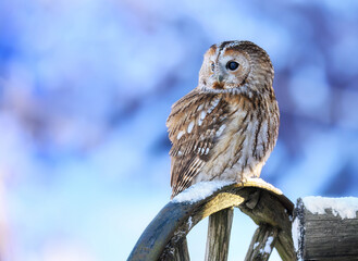 Tawny owl ( Strix aluco ) sitiing in winter scenery
