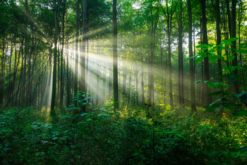 Beautiful sunny morning in green forest