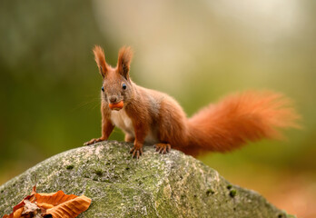 Red squirrel ( Sciurus vulgaris ) close up
