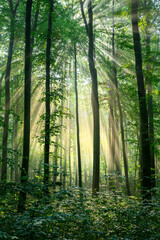 Fototapeta premium Beautiful sunny morning in green forest