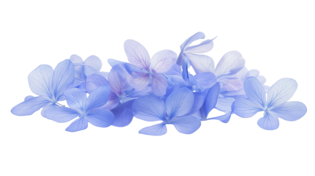 Light blue flower petals isolated on transparent background
