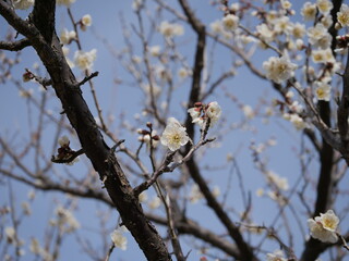 白い梅の花が咲いている