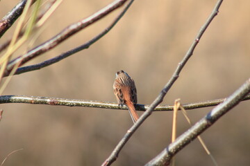 寄り添う相手がいないホオジロ