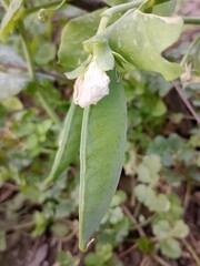 Pea plant flowers in my garden or Pisum sativum flower in white color 