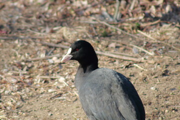 立ち上がるオオバン