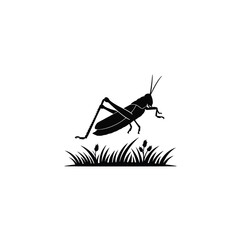 grasshopper on white background