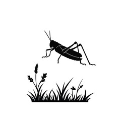 grasshopper on a white background