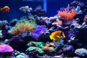 Fototapeta premium Vibrant underwater scene with colorful coral and tropical fish