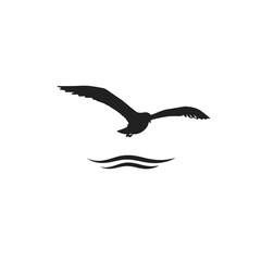seagull in flight