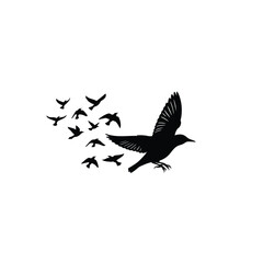 birds in flight