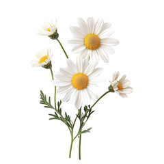 White Daisies Bouquet Dark Background Floral Beauty Nature Still Life,