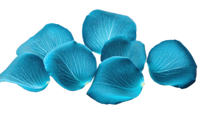 Cyan Rose Petals Isolated on Transparent Background