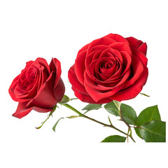 Fototapeta premium Double red roses isolated on transparent background