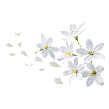 Fototapeta Flying white flowers isolated on transparent background