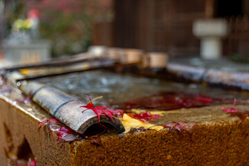 手水舎の落ち葉