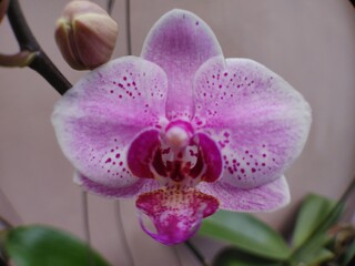 The Charm of Purple Orchids, Purple and White Symphony, The Extraordinary Beauty of Orchids