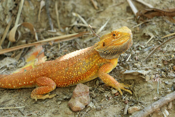Bearded dragon lizard on Natural Habitat ,Close up image of Inland Bearded Dragon (Pogona vitticeps), Australian Bearded Dragon 
