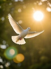 Obraz premium white dove flying in the sky