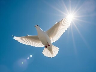 Fototapeta premium white dove flying in the sky