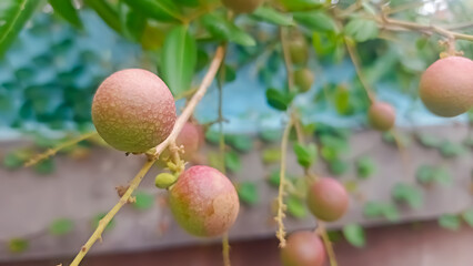 longan fruit on the branch 