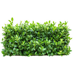 Obraz premium Lush Green Hedge Natural Greenery vibrant foliage