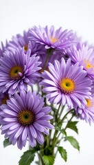 Fototapeta premium Radiant Purple Daisies, A Captivating Floral Display of Beauty and Elegance