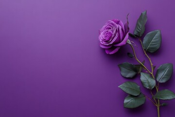 Beautiful purple rose with leaves on a vibrant purple background