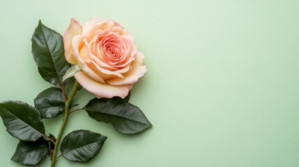 Fototapeta premium Beautiful Soft Pink Rose with Green Leaves on Light Green Background