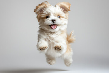 Joyful White Fluffy Puppy Capturing the Essence of Pure Happiness and Boundless Energy in a Spectacular Mid-Air Leap