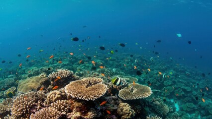 Fototapeta premium Vibrant underwater scene showcasing a coral reef teeming with fish.