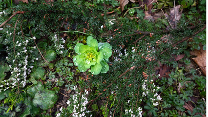 Green plant with vibrant, broad leaves and a central cluster of light green petals, amidst a forest floor. Euphorbia helioscopia, the sun spurge or madwoman's milk.