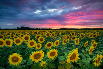 Obraz premium Beautiful sunset over sunflowers field