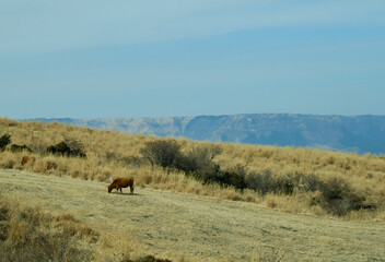 冬の阿蘇の風景
