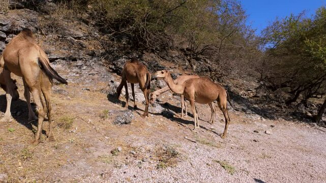Free range camels foraging dry grass at the Wadi Darbat oasis in Oman with tails wagging