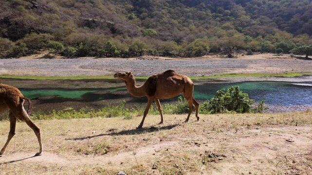 Open range camels along a river flowing through the desert at the Wadi Darbat oasis in Oman