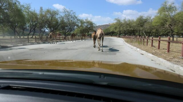 Open range camels along a road near Wadi Darbat, near Salalah, Oman