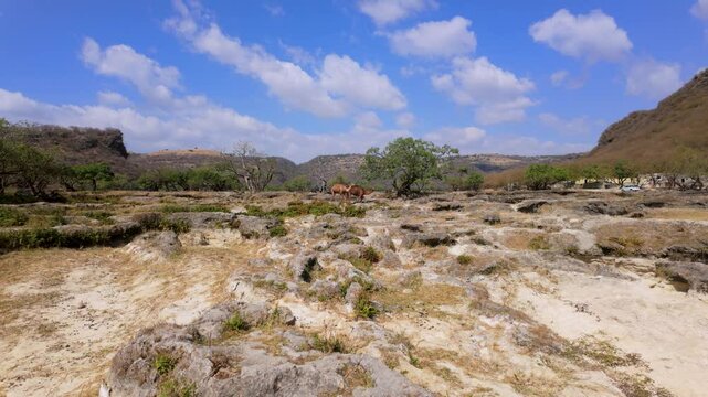 Free range camels in a desert near the Wadi Darbat oasis in Oman
