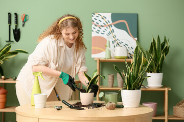 Pretty young woman with shovel transplanting sansevieria plant near table at home